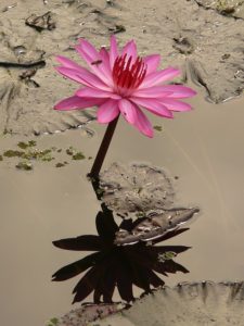 water-lily-4464_640